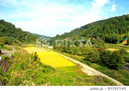 稲穂が黄金色に色づいた山里の秋 稲穂が黄金色に色づいた山里の秋 95395540