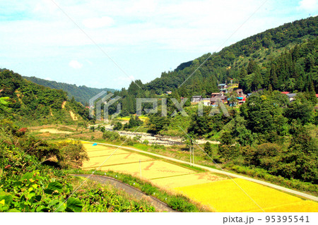 稲穂が黄金色に色づいた山里の秋 稲穂が黄金色に色づいた山里の秋 95395541