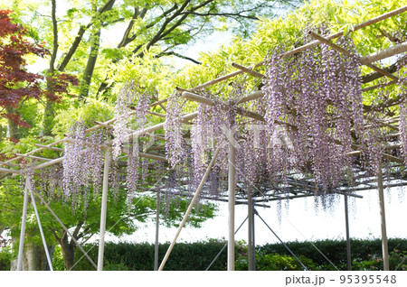 藤の花と新緑 藤の花と新緑 95395548