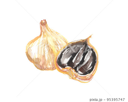 水彩で描いた黒にんにくのイラスト 95395747