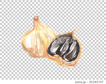 水彩畫的黑大蒜插圖 95395747