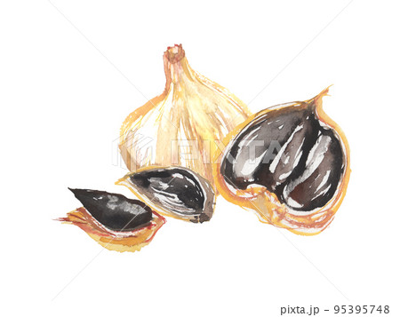 水彩で描いた黒にんにくのイラスト 水彩で描いた黒にんにくのイラスト 95395748