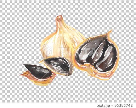 水彩で描いた黒にんにくのイラスト 水彩で描いた黒にんにくのイラスト 95395748