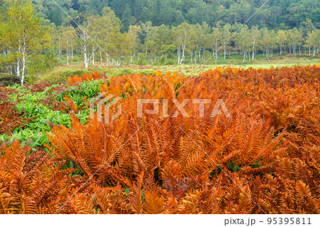 湿原の紅葉 湿原の紅葉 95395811