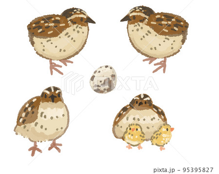 うずらのイラスト素材 [95395827] - PIXTA