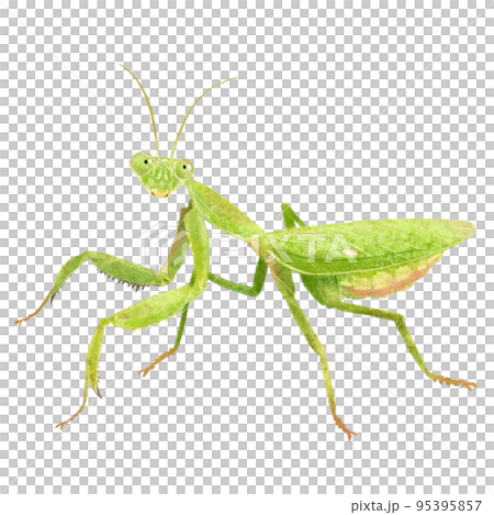 大腹螳螂女 95395857