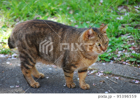 野良猫 野良猫 95396559