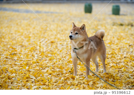 イチョウの落葉背景の柴犬 イチョウの落葉背景の柴犬 95396612