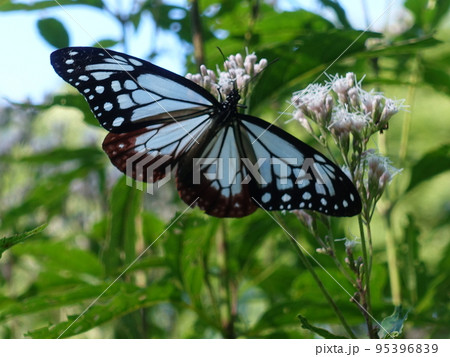 アサギマダラ　チョウ　蝶 95396839