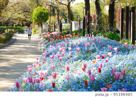 チューリップが咲く公園 チューリップが咲く公園 95396985