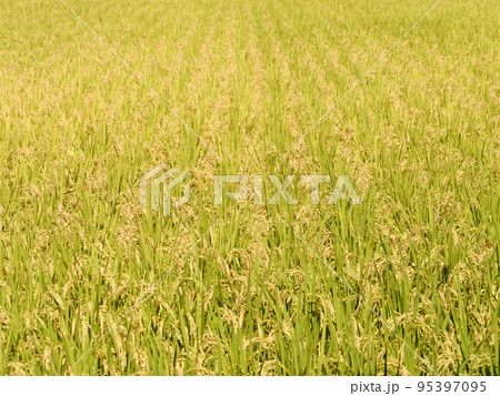 秋に収穫を迎えた田園のお米 95397095