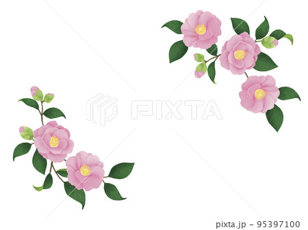 桃色の椿の花 山茶花のあしらいイラスト 95397100