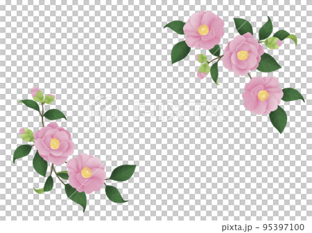 桃色の椿の花 山茶花のあしらいイラスト 95397100