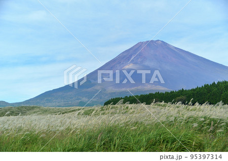 御殿場富士の裾野のススキ原と富士山 95397314