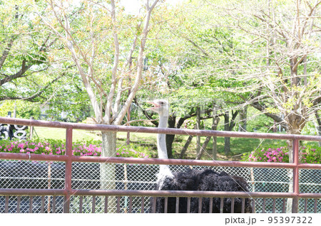 動物園のダチョウ 動物園のダチョウ 95397322