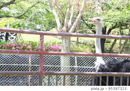 あくびをするダチョウ 95397323