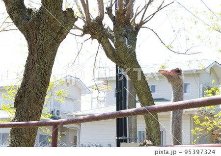 街中にいるダチョウ 95397324