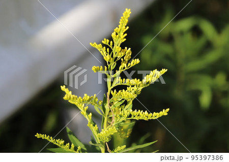 日本の秋の野原に咲くセイタカアワダチソウの黄色い花 95397386
