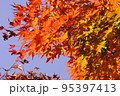 紅葉した綺麗なもみじ 95397413