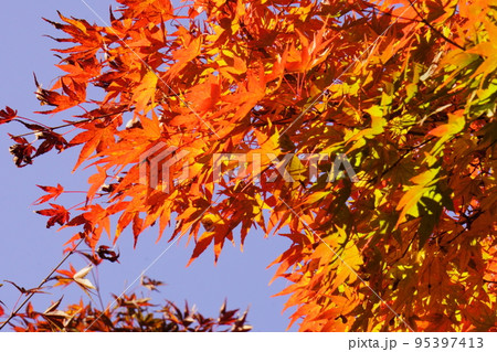 紅葉した綺麗なもみじ 紅葉した綺麗なもみじ 95397413
