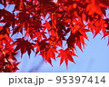 紅葉した綺麗なもみじ2 95397414
