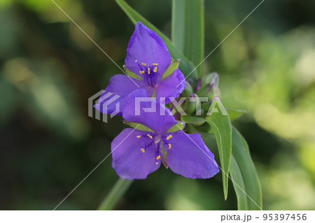 日本の秋の野原に咲くムラサキツユクサの花 95397456