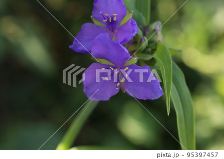 日本の秋の野原に咲くムラサキツユクサの花 日本の秋の野原に咲くムラサキツユクサの花 95397457