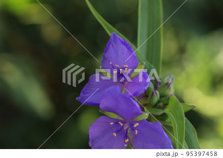 日本の秋の野原に咲くムラサキツユクサの花 日本の秋の野原に咲くムラサキツユクサの花 95397458