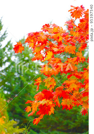 秋の鮮やかな紅葉 北海道 秋の鮮やかな紅葉 北海道 95397540