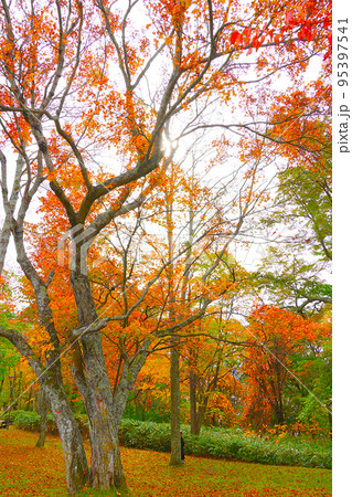 秋の鮮やかな紅葉　北海道　支笏湖 95397541