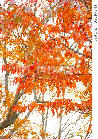 秋の鮮やかな紅葉　北海道 95397543