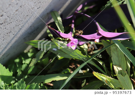 日本の秋の庭に咲くムラサキゴテンの紫色の葉とピンクの花 日本の秋の庭に咲くムラサキゴテンの紫色の葉とピンクの花 95397673