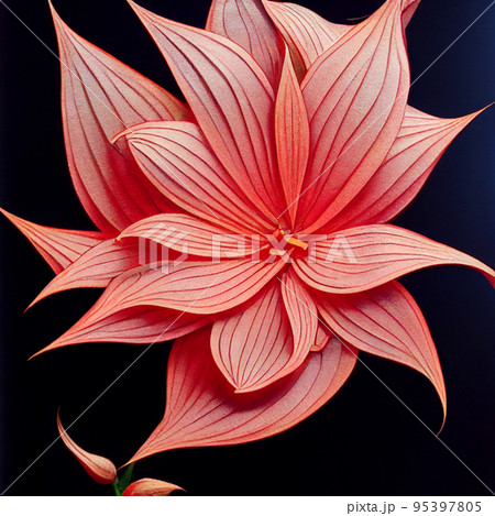 Watercolor pink lily flower on black background. Watercolor pink lily flower on black background. 95397805