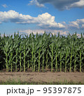 Agriculture, corn plants in field with beautiful sky 95397875