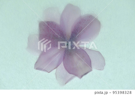 和紙と花びら(シュウメイギク)の背景素材 和紙と花びら(シュウメイギク)の背景素材 95398328