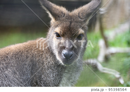 こちらを見るワラビー 95398564