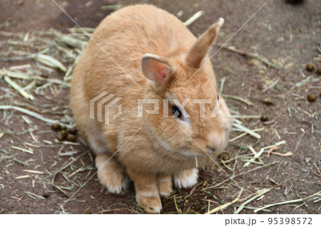かわいいウサギ 95398572
