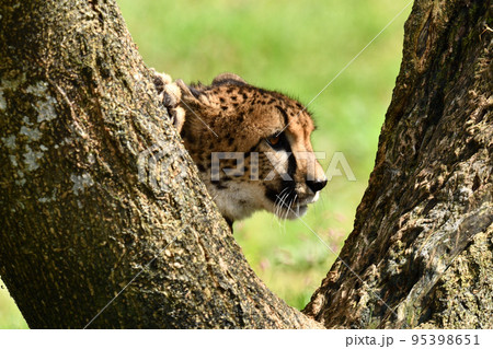 木の陰から獲物を狙うチーター 木の陰から獲物を狙うチーター 95398651