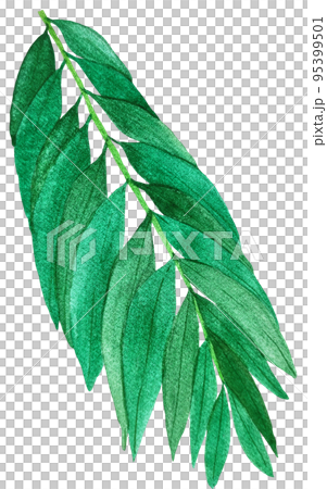 watercolor foliage of albizia watercolor foliage of albizia 95399501