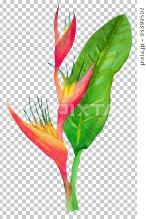 watercolor heliconia watercolor heliconia 95399502