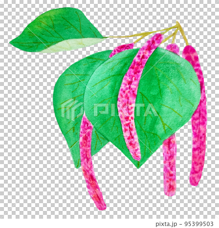 hand draw branch of chenille plant hand draw branch of chenille plant 95399503