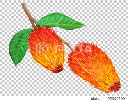 watercolor tropical monkey brash plant 95399509