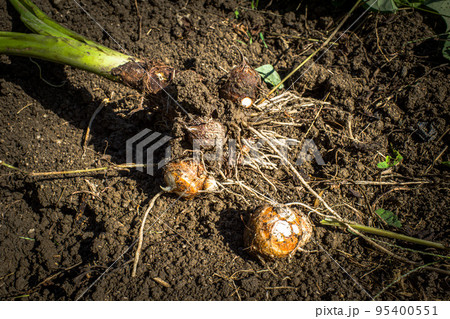 掘り立ての里芋（石川早生） 95400551