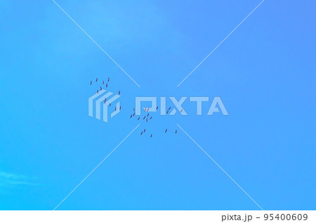 Birds in the sky. A flock of birds in the sky. A flock of migrating birds 95400609