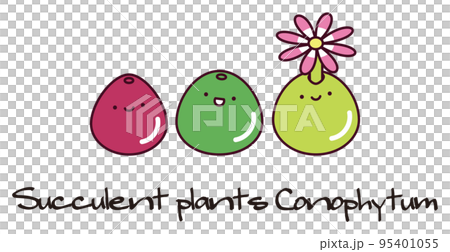succulent plant mesen conophytum bulgeri conophytum burgeri group planting illustration succulent plant mesen conophytum bulgeri conophytum burgeri group planting illustration 95401055