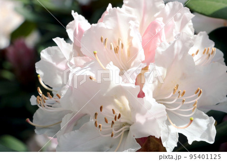 View of a flowering rhododendron branch in the park in the spring. 95401125