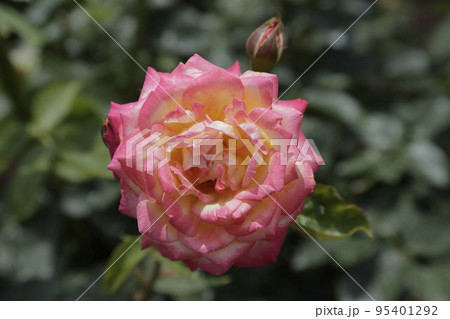荒尾市 おもやい市民花壇 バラの花、 荒尾市 おもやい市民花壇 バラの花、 95401292