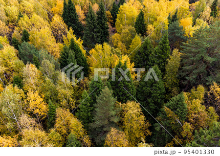 Autumn mixed forest from the air 95401330