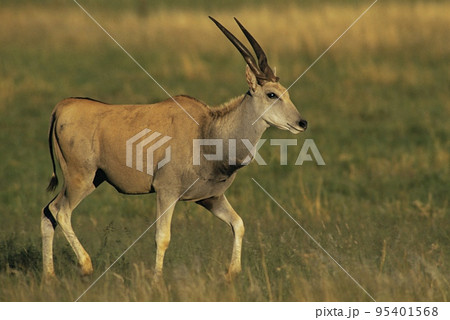 Eland Eland 95401568