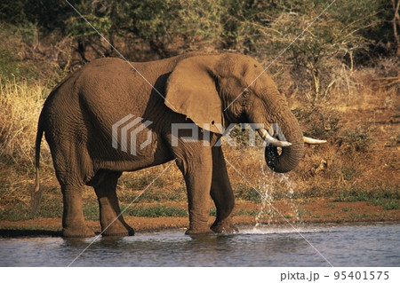 African elephant African elephant 95401575